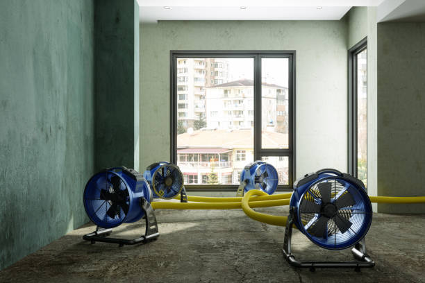 Best Professional water damage repair  in Frankfort, OH